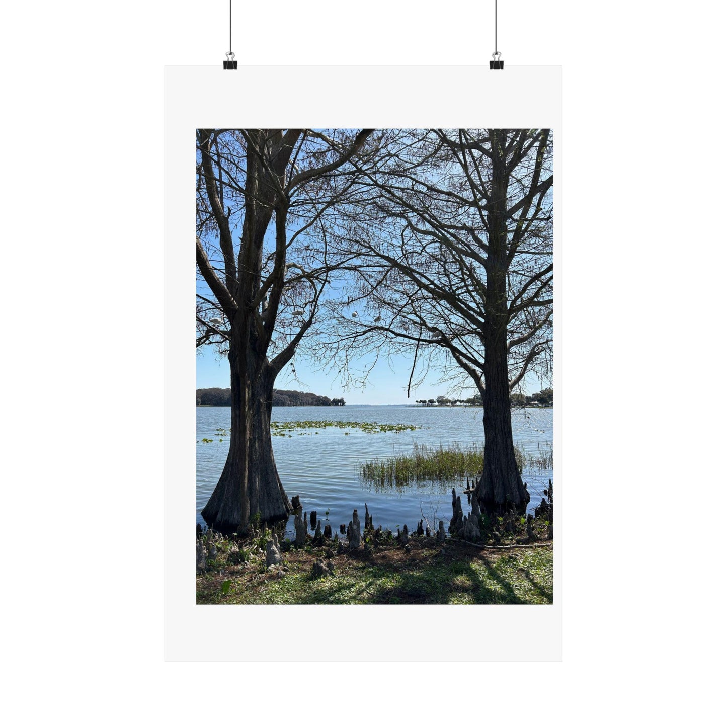 Lake through the cypress trees Matte Vertical Posters