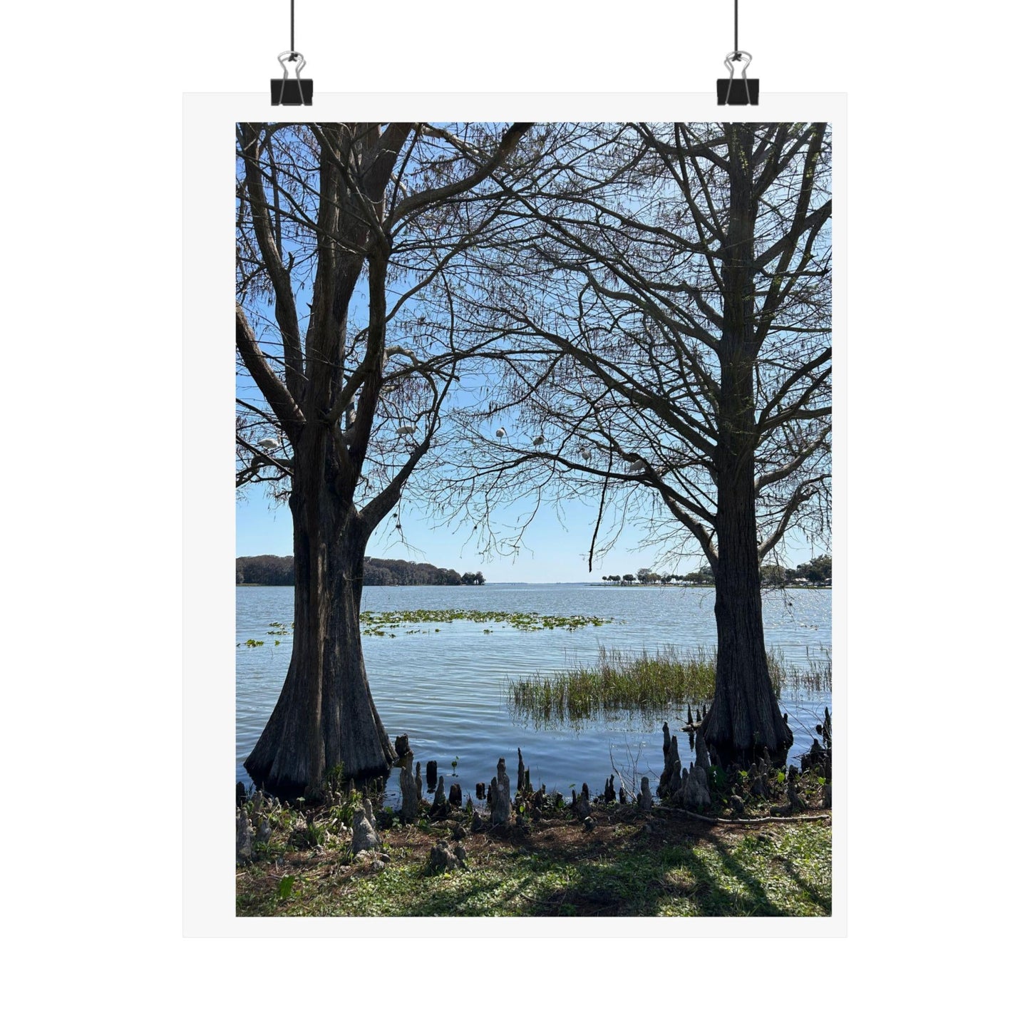 Lake through the cypress trees Matte Vertical Posters