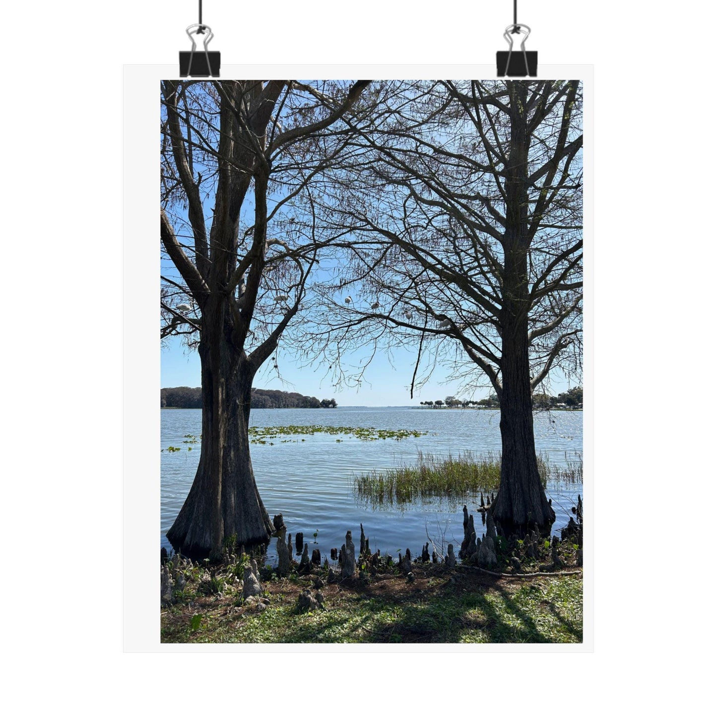Lake through the cypress trees Matte Vertical Posters