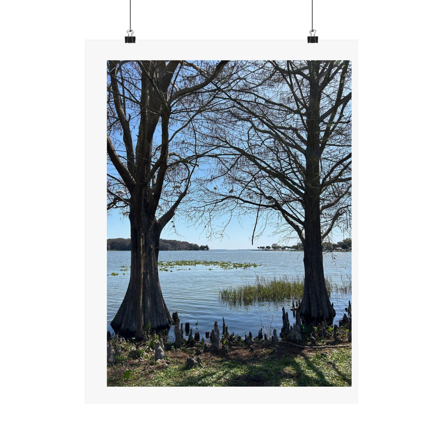 Lake through the cypress trees Matte Vertical Posters