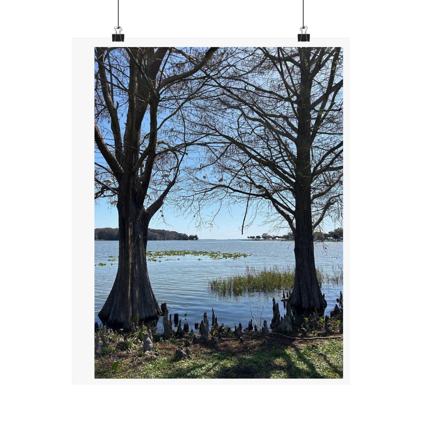 Lake through the cypress trees Matte Vertical Posters